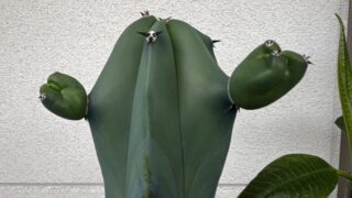 サボテン子株の成長