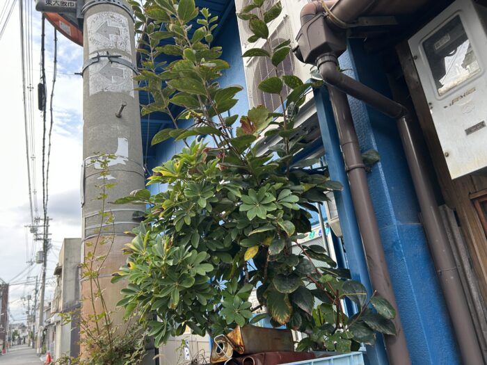 ずっとある鉢植えたち