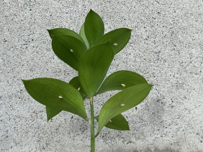 下から見たらすべての葉の裏の中心に‥