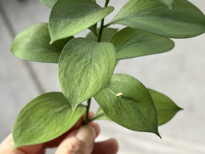 若干ほこりかぶってるコレ