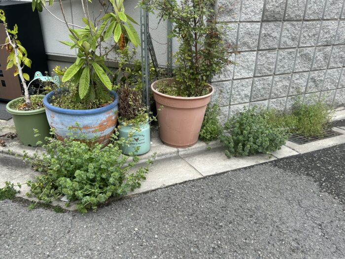 ホトケノザの勢いすごいで