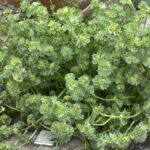 何じゃこの雑草(ホトケノザ）らしい