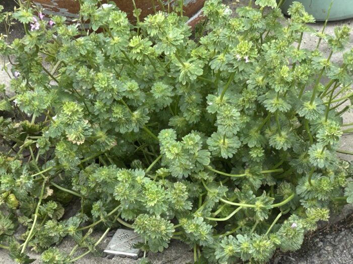 何じゃこの雑草(ホトケノザ)らしい